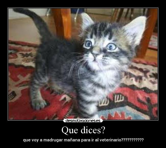 Que dices? - 