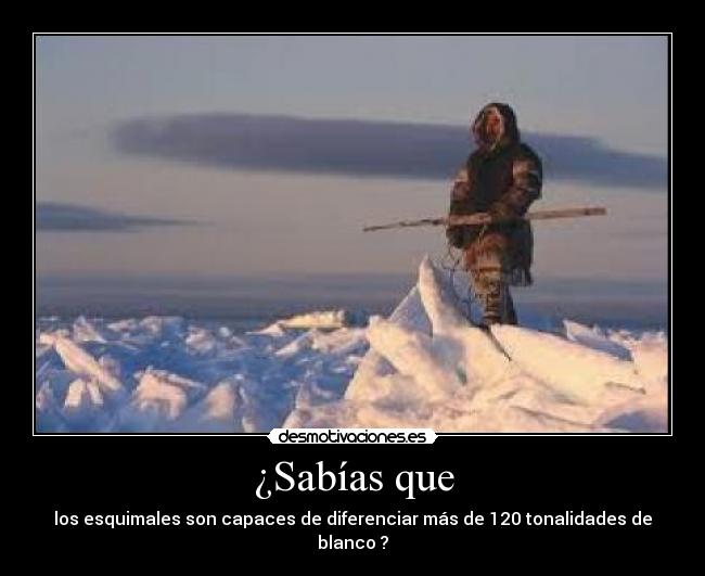 ¿Sabías que - los esquimales son capaces de diferenciar más de 120 tonalidades de blanco ?
