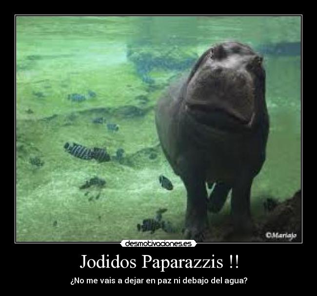 carteles hipopotamo paparazzi desmotivaciones