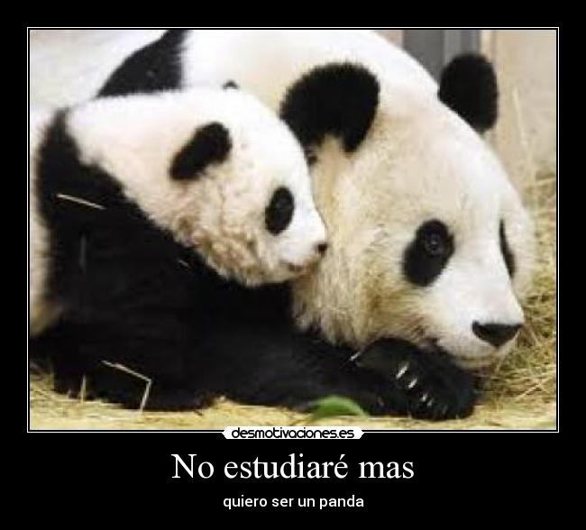 No estudiaré mas - quiero ser un panda