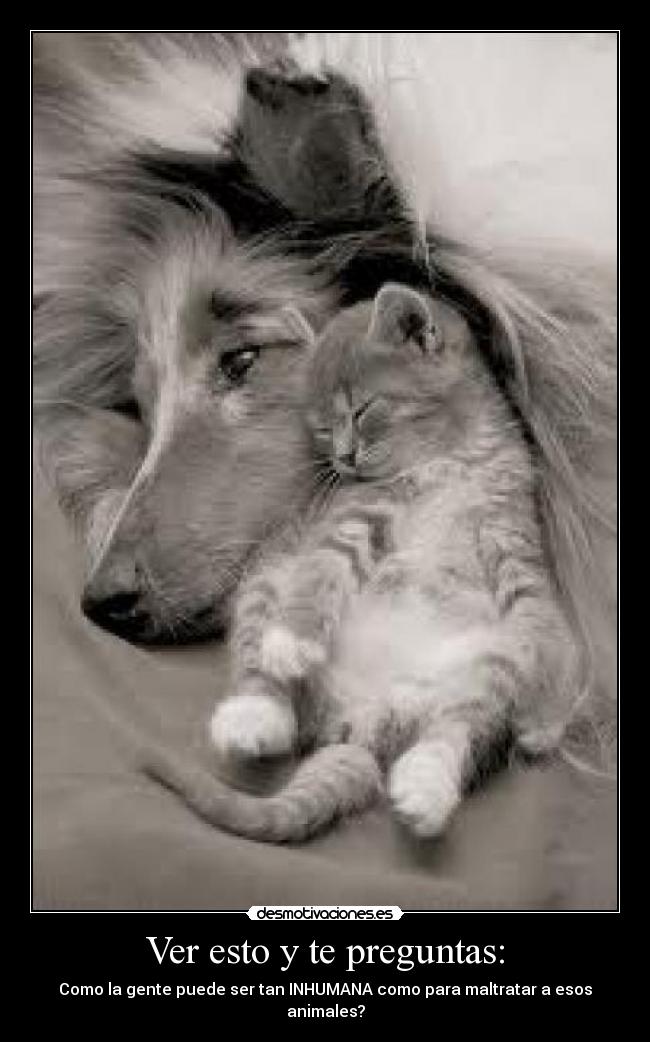 Ver esto y te preguntas: - Como la gente puede ser tan INHUMANA como para maltratar a esos animales?