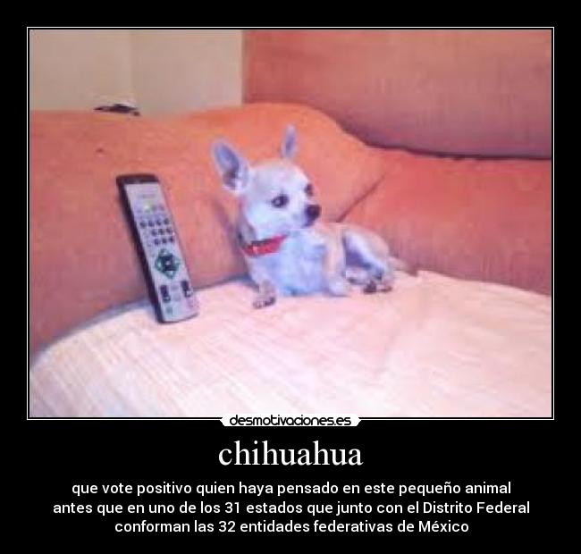 chihuahua -