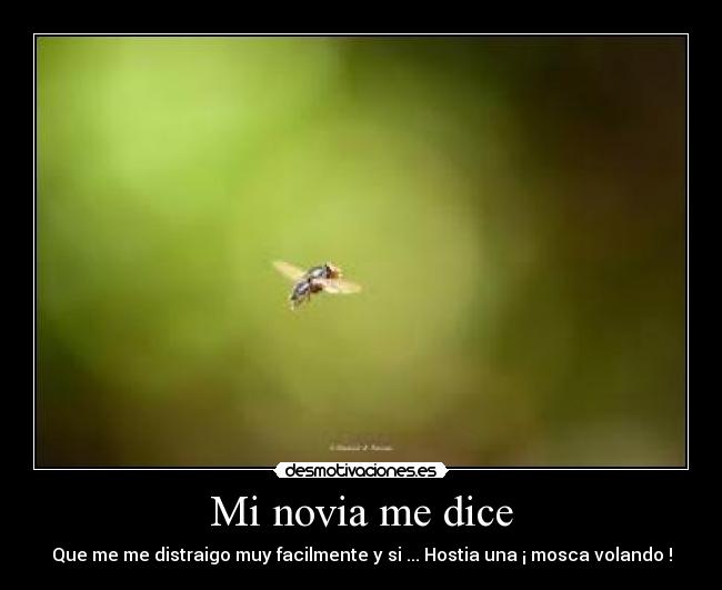 Mi novia me dice - Que me me distraigo muy facilmente y si ... Hostia una ¡ mosca volando !