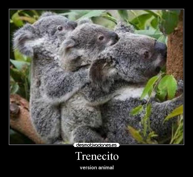 Trenecito -