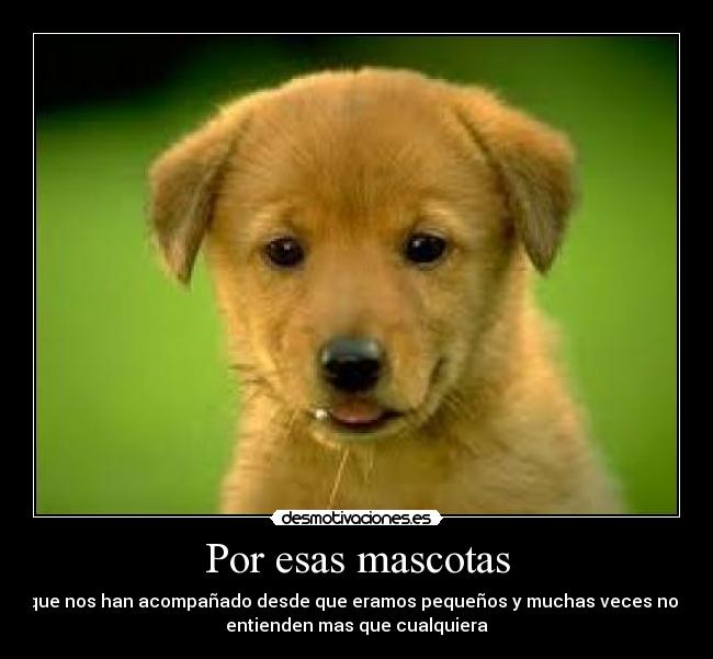 carteles perritomascota desmotivaciones