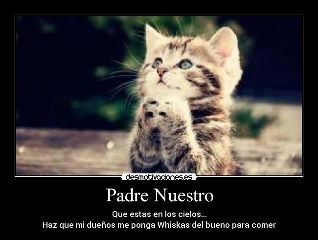 Padre Nuestro - Que estas en los cielos...
Haz que mi dueños me ponga Whiskas del bueno para comer