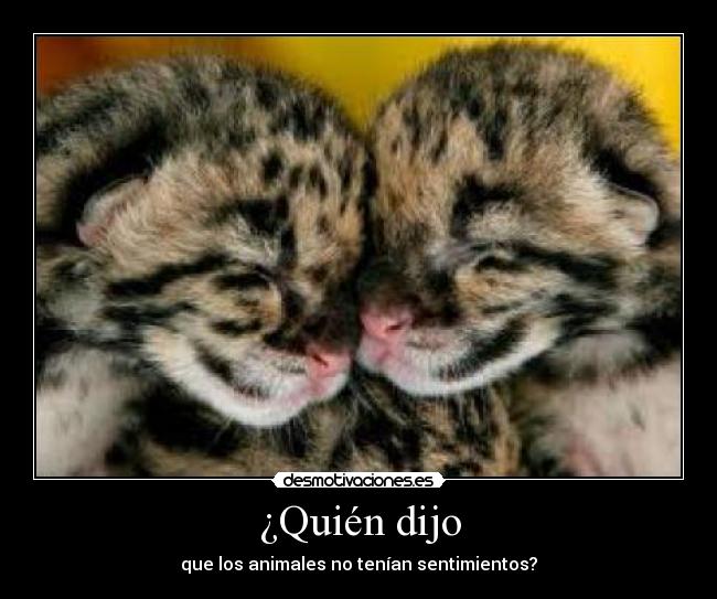 ¿Quién dijo - que los animales no tenían sentimientos?