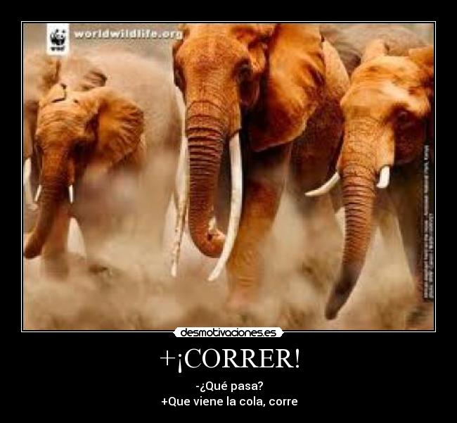 +¡CORRER! - -¿Qué pasa?
+Que viene la cola, corre