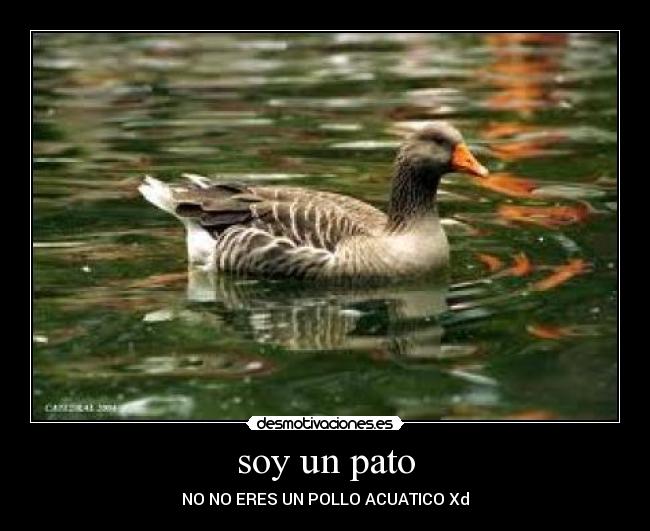soy un pato - NO NO ERES UN POLLO ACUATICO Xd