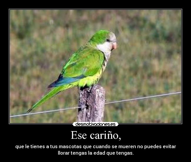 Ese cariño, - que le tienes a tus mascotas que cuando se mueren no puedes evitar
llorar tengas la edad que tengas.