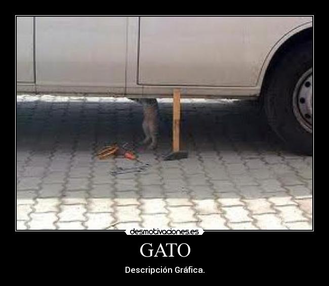 GATO -
