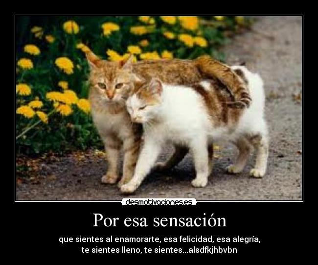 Por esa sensación - que sientes al enamorarte, esa felicidad, esa alegría,
te sientes lleno, te sientes...alsdfkjhbvbn