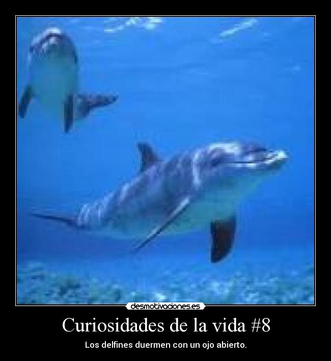 Curiosidades de la vida #8 - Los delfines duermen con un ojo abierto.