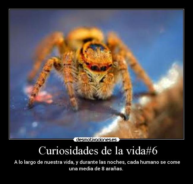  Curiosidades de la vida#6 -  A lo largo de nuestra vida, y durante las noches, cada humano se come
una media de 8 arañas. 
