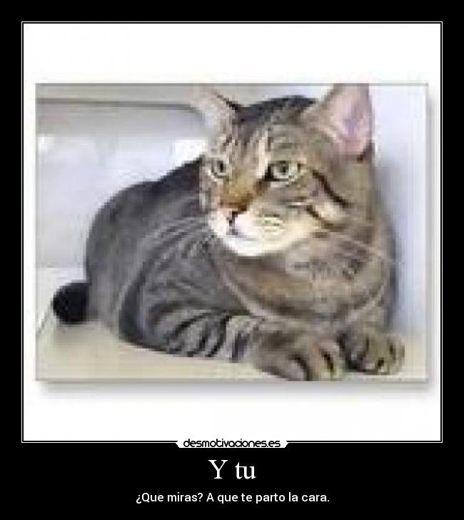 carteles gato gamberro desmotivaciones