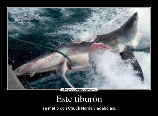 carteles chuck devora tiburon desmotivaciones