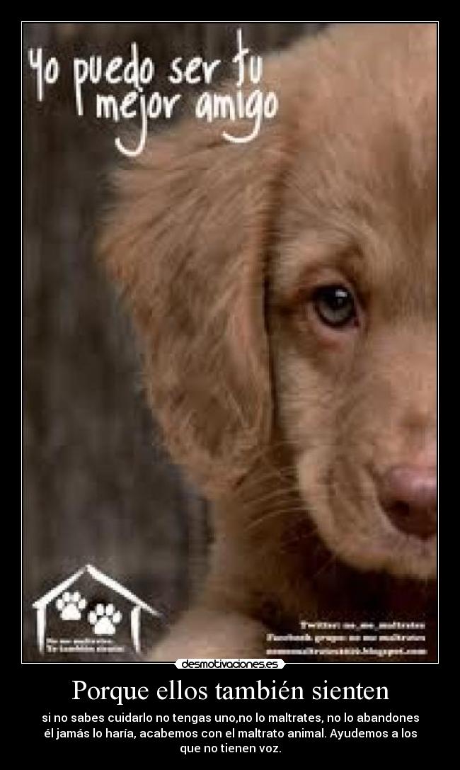 Porque ellos también sienten - si no sabes cuidarlo no tengas uno,no lo maltrates, no lo abandones
él jamás lo haría, acabemos con el maltrato animal. Ayudemos a los
que no tienen voz.