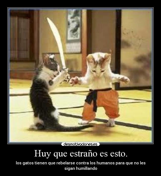 Huy que estraño es esto. - los gatos tienen que rebelarse contra los humanos para que no les sigan humillando