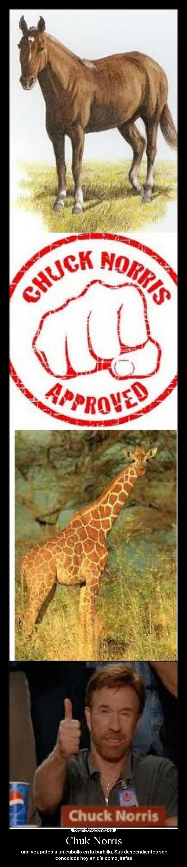 Chuk Norris -  una vez pateo a un caballo en la barbilla. Sus descendientes son
conocidos hoy en día como jirafas