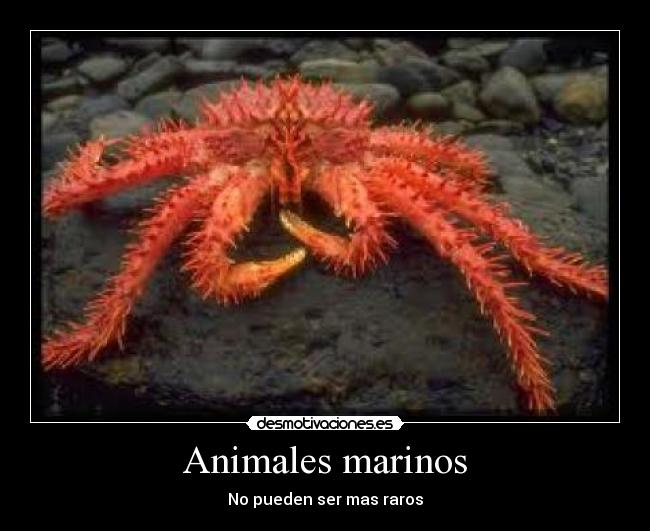 Animales marinos - No pueden ser mas raros