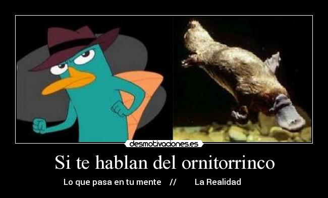 Si te hablan del ornitorrinco - Lo que pasa en tu mente // La Realidad