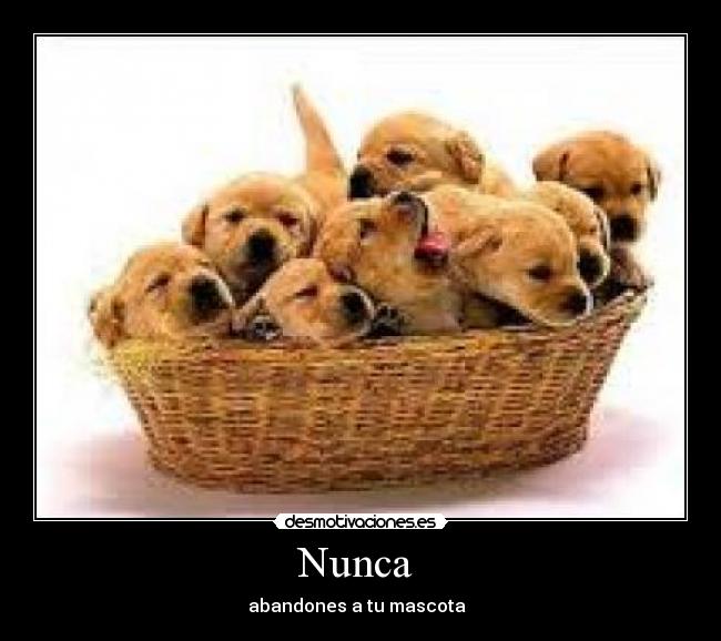 Nunca  - abandones a tu mascota  