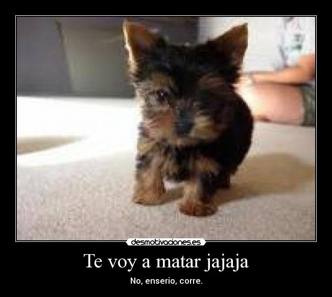 Te voy a matar jajaja - No, enserio, corre.