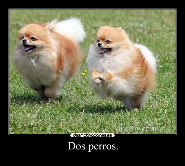 Dos perros. - 
