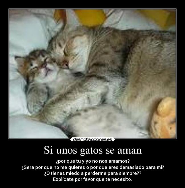 Si unos gatos se aman - 