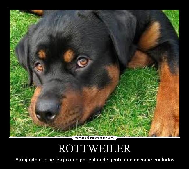 ROTTWEILER -