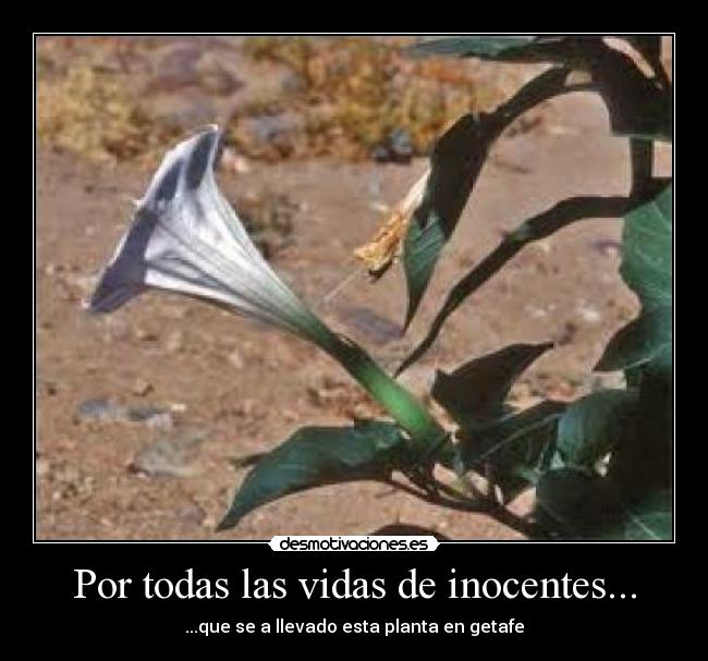 Por todas las vidas de inocentes... - ...que se a llevado esta planta en getafe