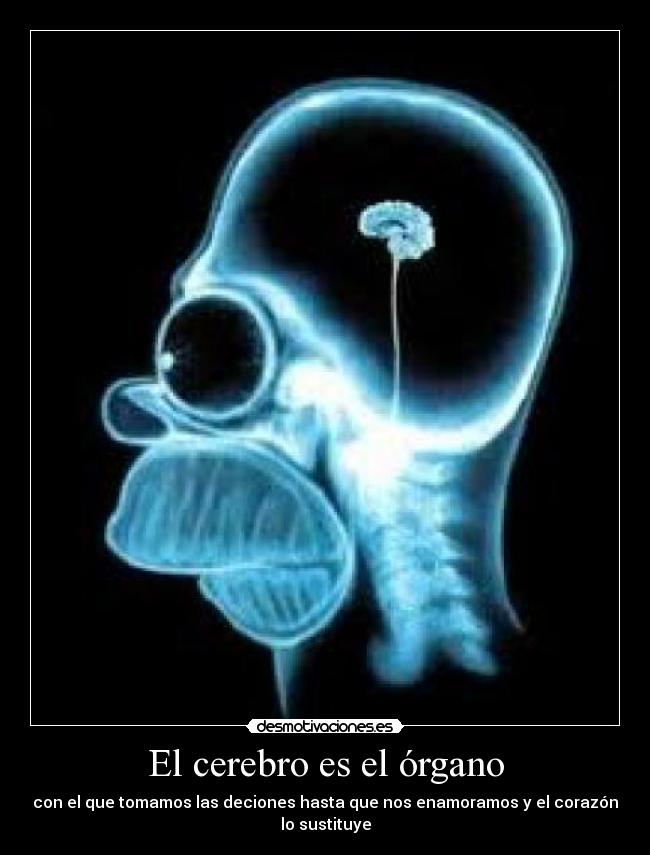 El cerebro es el órgano -