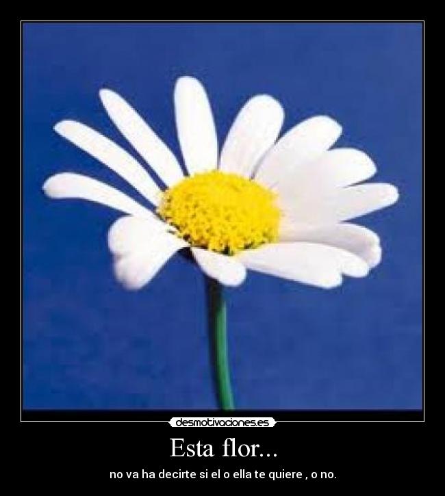 Esta flor... - no va ha decirte si el o ella te quiere , o no.