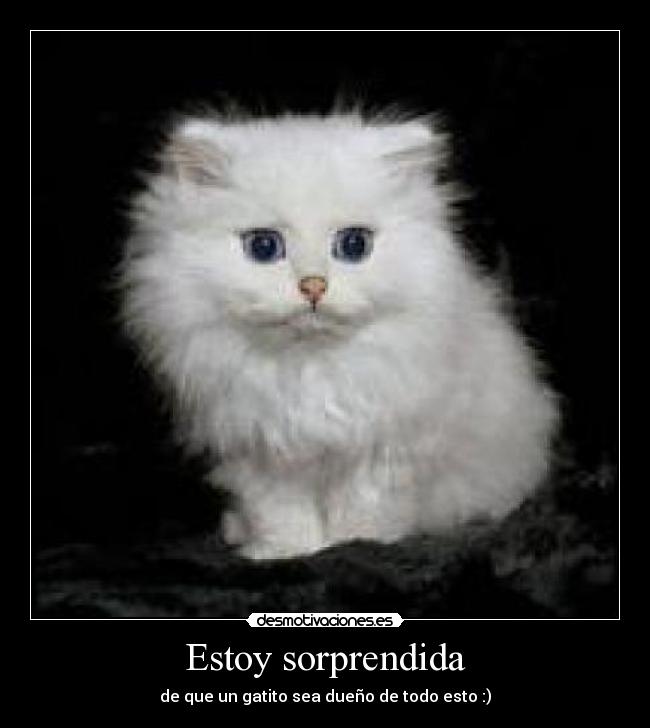 carteles gatito desmotivaciones