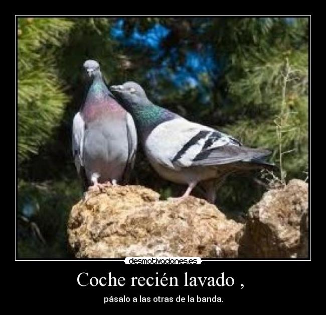 Coche recién lavado ,  - pásalo a las otras de la banda.