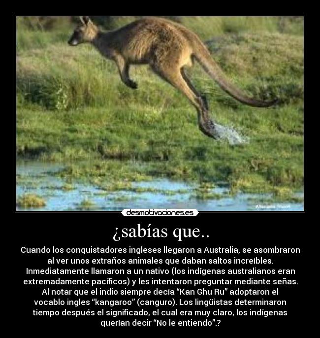 ¿sabías que.. - Cuando los conquistadores ingleses llegaron a Australia, se asombraron
al ver unos extraños animales que daban saltos increíbles.
Inmediatamente llamaron a un nativo (los indígenas australianos eran
extremadamente pacíficos) y les intentaron preguntar mediante señas.
Al notar que el indio siempre decía “Kan Ghu Ru” adoptaron el
vocablo ingles “kangaroo” (canguro). Los lingüistas determinaron
tiempo después el significado, el cual era muy claro, los indígenas
querían decir “No le entiendo”.?