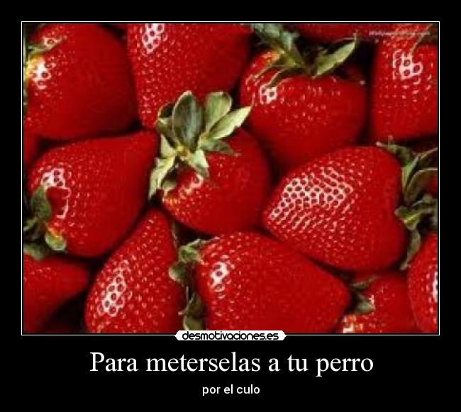 Para meterselas a tu perro - por el culo