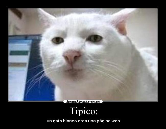 Tipico: -