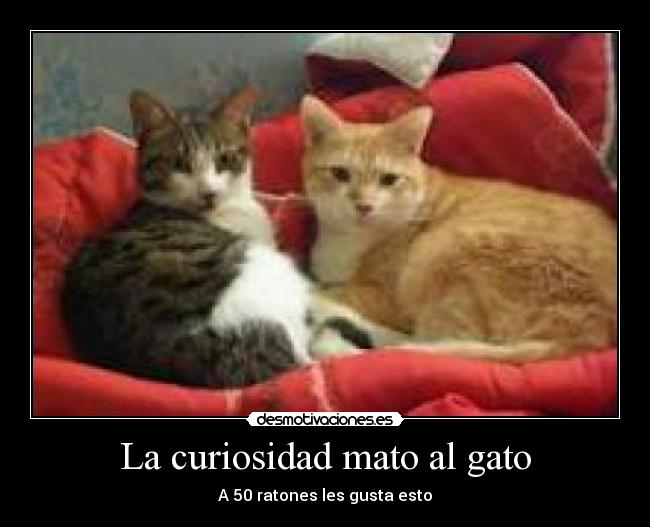 La curiosidad mato al gato - A 50 ratones les gusta esto