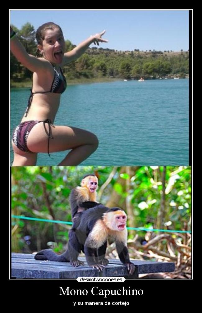Mono Capuchino - y su manera de cortejo