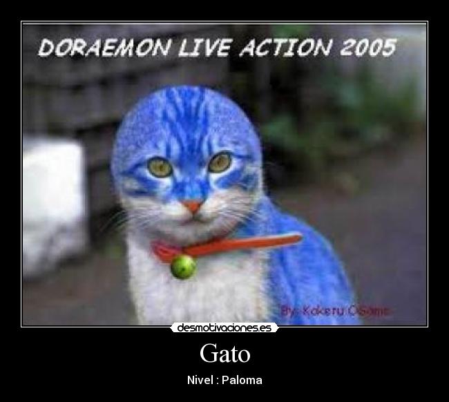 Gato - Nivel : Paloma