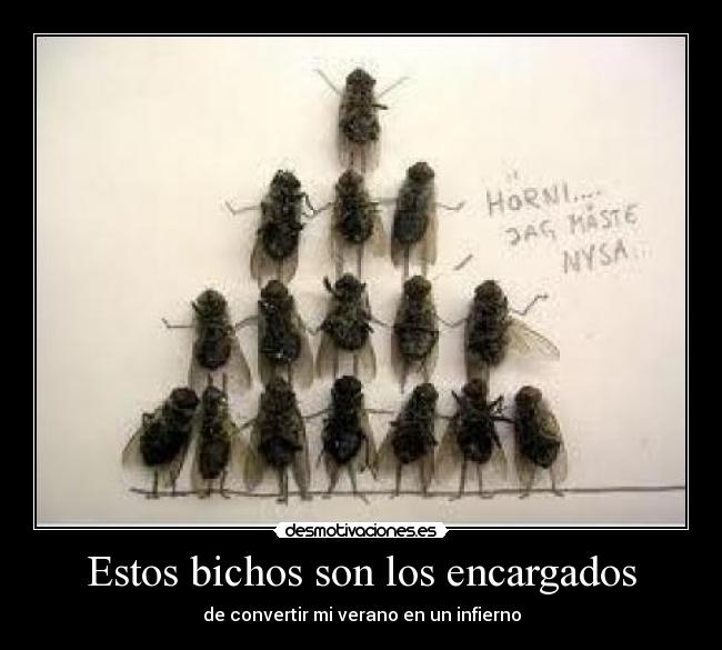 Estos bichos son los encargados - de convertir mi verano en un infierno