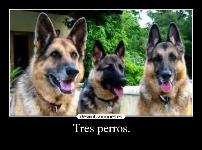 Tres perros. - 