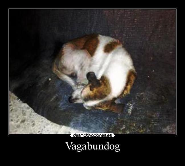 Vagabundog - 