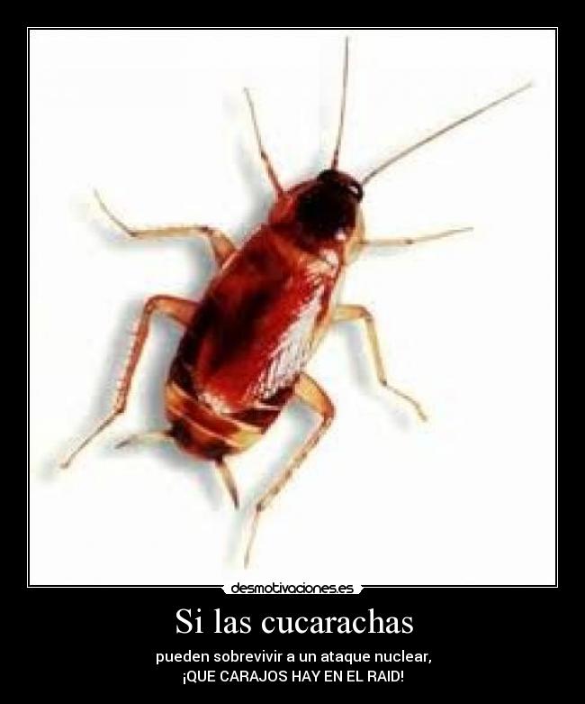 carteles cucarachas raid desmotivaciones