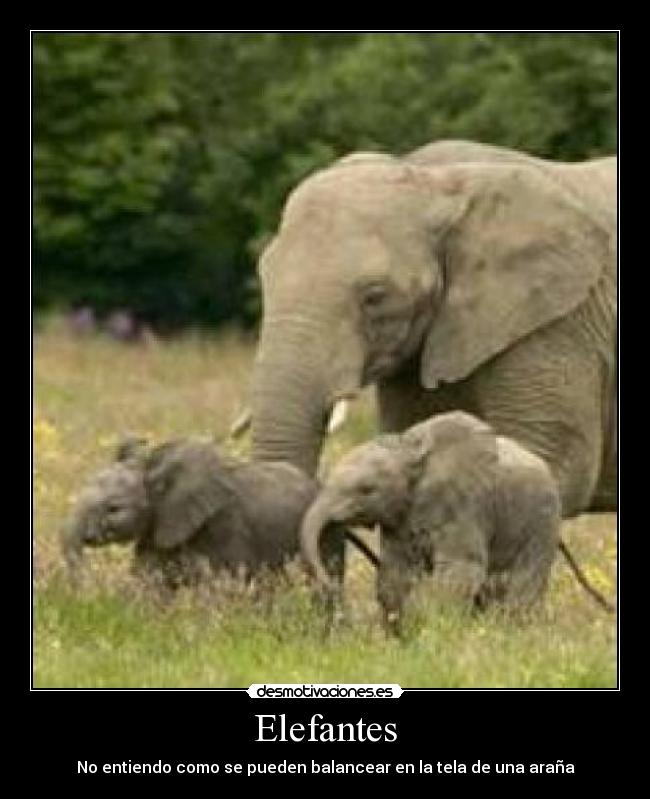 Elefantes -