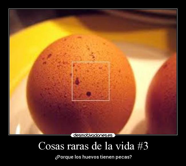 Cosas raras de la vida #3 - ¿Porque los huevos tienen pecas?