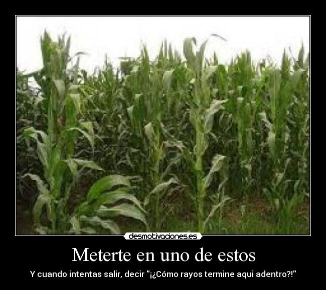 carteles campos maiz salida desmotivaciones