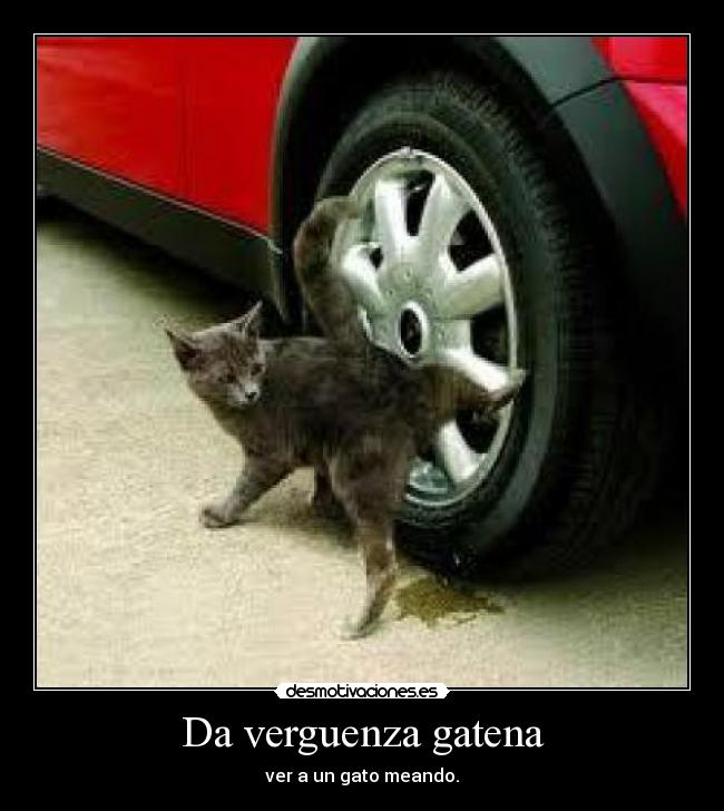 Da verguenza gatena - ver a un gato meando.