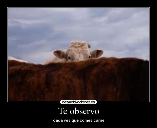 Te observo - cada ves que comes carne